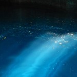 A swarm of litle fish hiding out in the cave