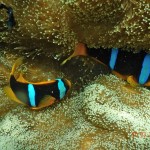And the clownfish - the 'sunset' pic of snorkeling
