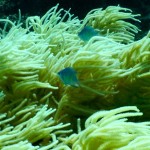 And blue ones in a yellow soft coral