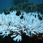 Little black opes in a white coral