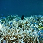 Geweih-Koralle mit Fischlein