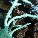 Korallendetails