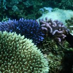 Korallenfarben