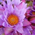 Nelumbo nucifera: the wonderful lotus flower