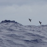 I watch them for hours gliding 30cm above the waves.