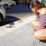 An Iguana in the middle of the city
